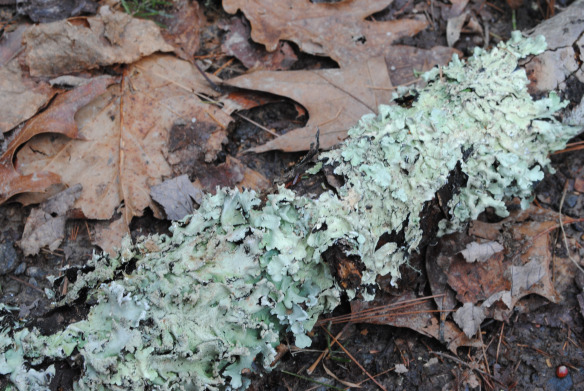 This fungussy stuff reminds me of  hydrangea leaves.