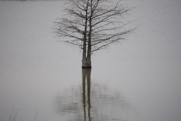DSC_0352