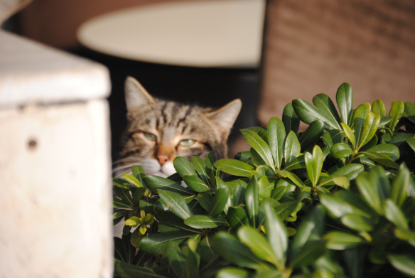 One of the McDonald's cats.