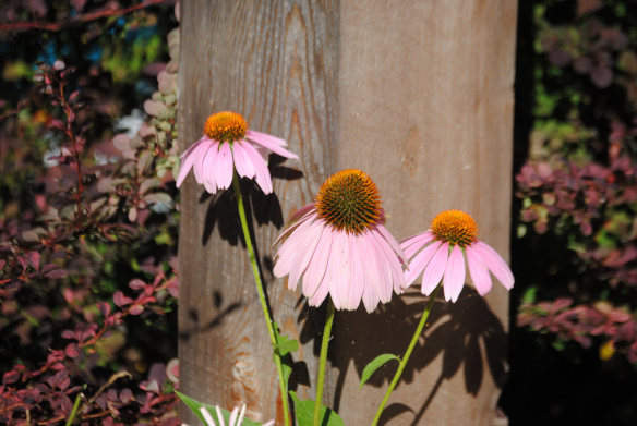 The Echinacea Girls using their feminine wiles.
