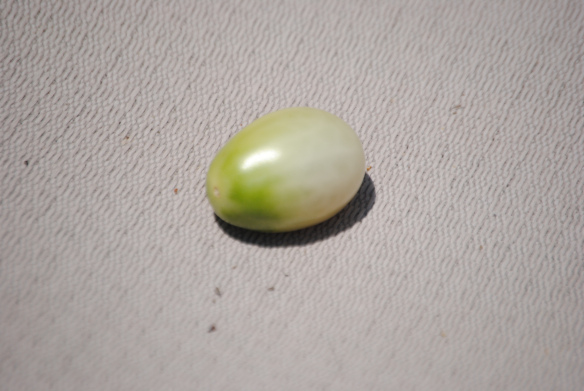 This tomato removed himself to another clime.