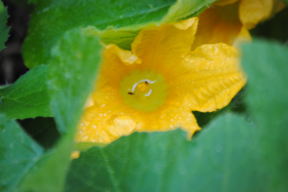 A weeping Squash Blossom, as neighbors try to comfort her.