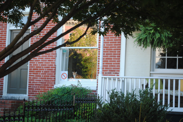 Neighborhood watch cat.