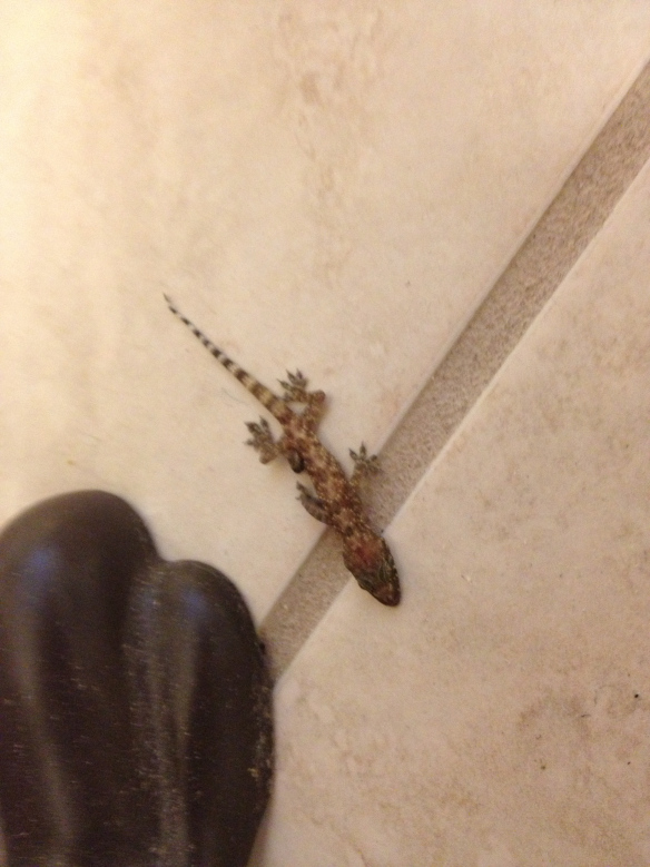 For example, would you have expected to see THIS in my house?