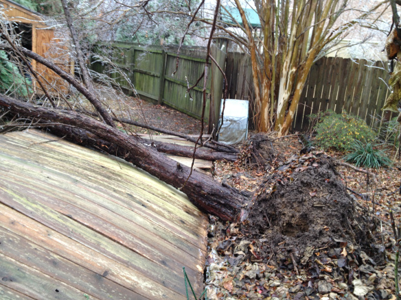 The trees weren't pretty, but they did conceal a tacky shed next door.