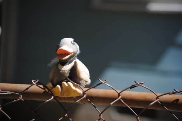 This show is partly sponsored by a sock monkey on a fence.