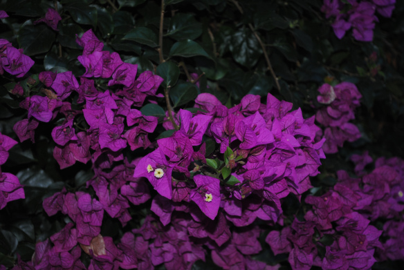 DSC_0416