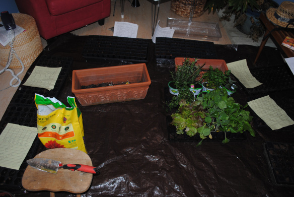 Here is where I so carefully planted one million seeds.