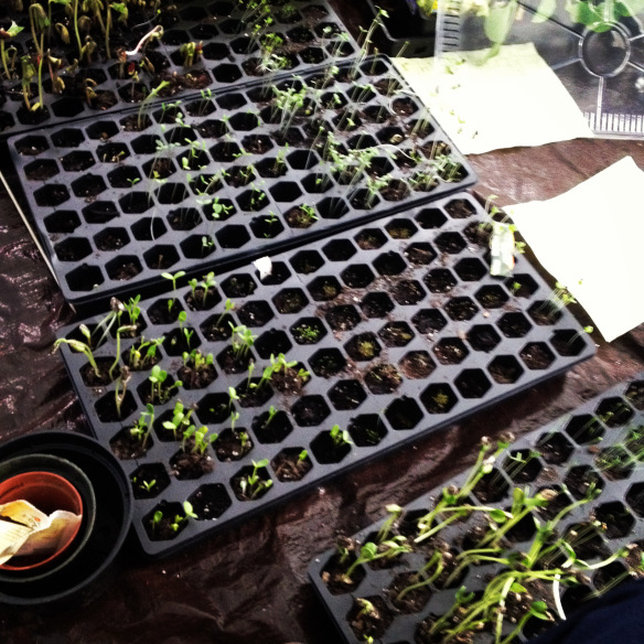 After planting