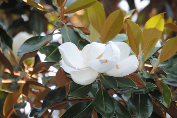 And enjoy the afternoon sun on the magnolias.