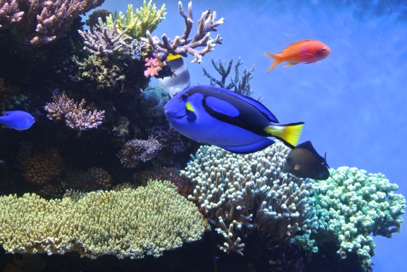 All my observations weren't deep. See how these two fish look just like my new shoes in the shot above?