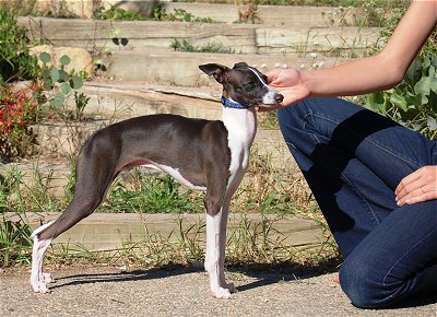 ItalianGreyHoundNathanael8months