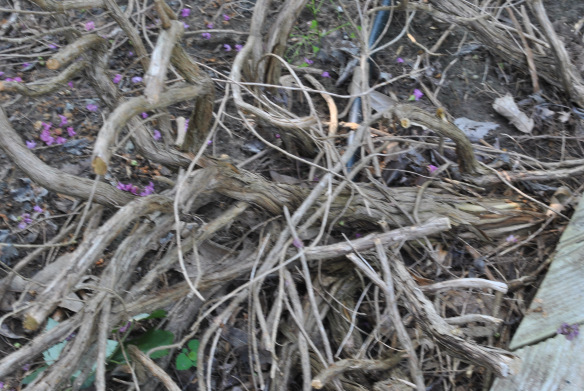 This was an enormous rosemary named Grandfather. He didn't make it.