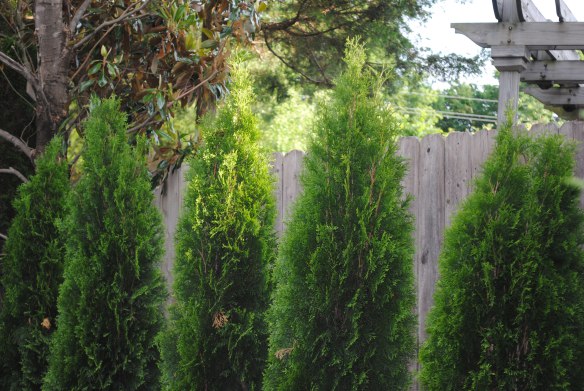 The new arborvitae barely clear the fence.
