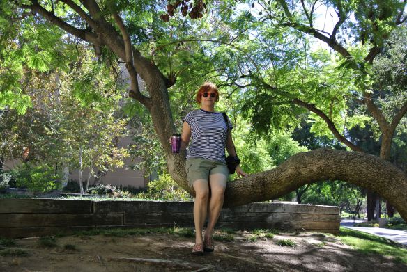 This is the tree I'm planning to climb with Micah.