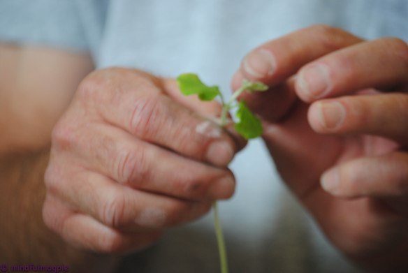 Hard working hands. Farmer B. doesn't sit still any more than  his grandson does.