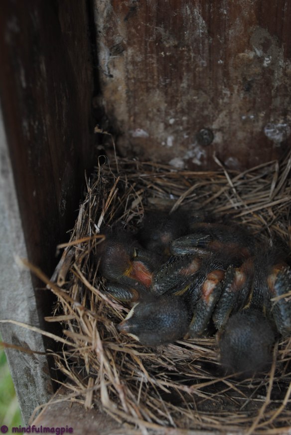 Baby birds